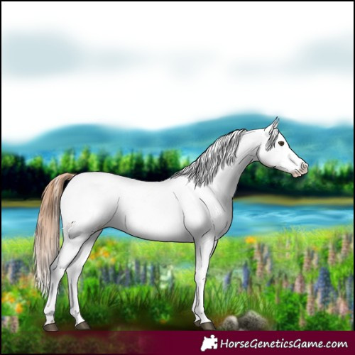 Horse Color:Chestnut Appaloosa 