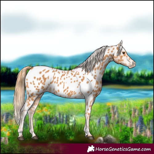 Horse Color:Chestnut Near Leopard 