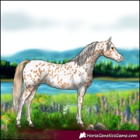 Horse Color:Chestnut Near Leopard 