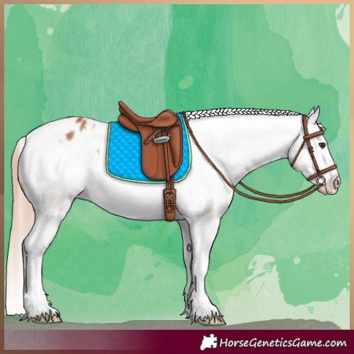 Horse Color:Chestnut Splash Appaloosa 