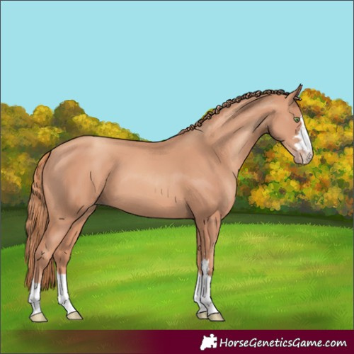Horse Color:Gold Champagne 