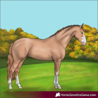 Horse Color:Gold Champagne 