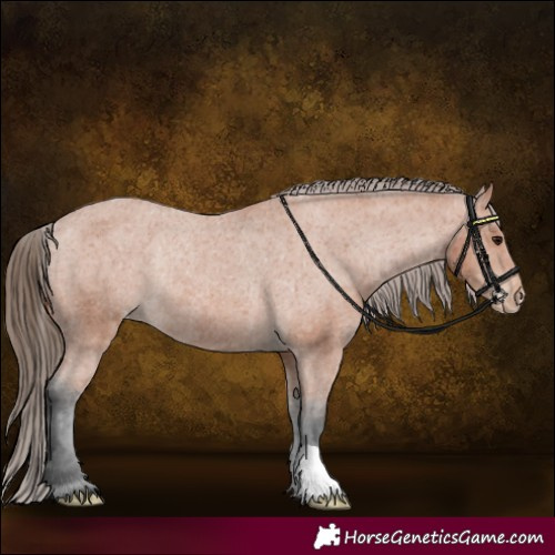Horse Color:Bay Appaloosa Rabicano 