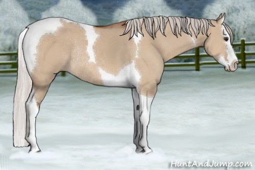 Horse Color:Silver Brown Dun Splash Tobiano Rabicano