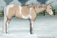 Horse Color:Silver Brown Dun Splash Tobiano Rabicano 