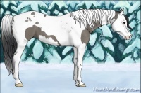 Horse Color:Grullo Splash Tobiano