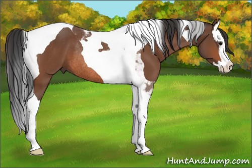 Horse Color:Bay Splash Tobiano Rabicano