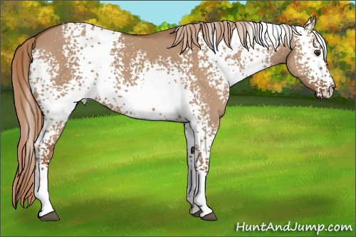 Horse Color:White Spotted Red Dun