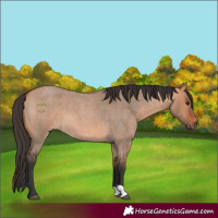 Horse Color:Bay Roan Dun 