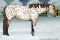 Horse Color:Bay Dun Near Leopard