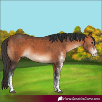 Horse Color:White Spotted Bay 