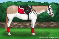 Horse Color:Liver Chestnut Pearl Splash 