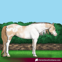 Horse Color:White Spotted Smoky Black Pearl Sabino 