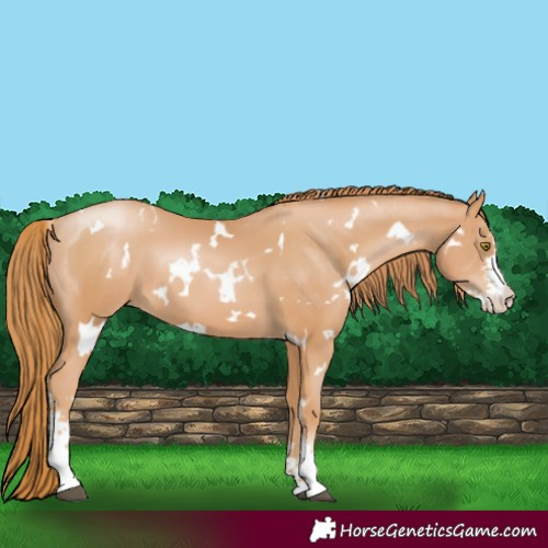 Horse Color:White Spotted Chestnut Pearl Sabino