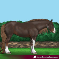 Horse Color:Liver Chestnut Sabino