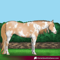 Horse Color:White Spotted Chestnut Pearl Sabino 