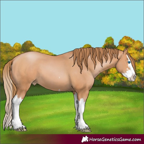 Horse Color:Bay Pearl Splash