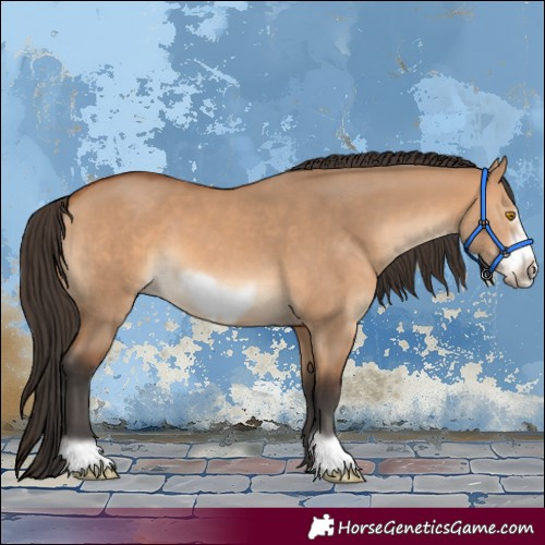 Horse Color:Bay Dun Frame 