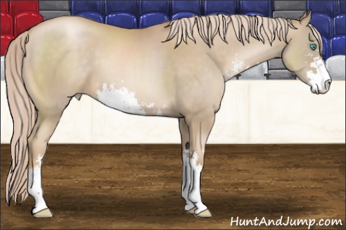 Horse Color:Chocolate Palomino Pearl Sabino 