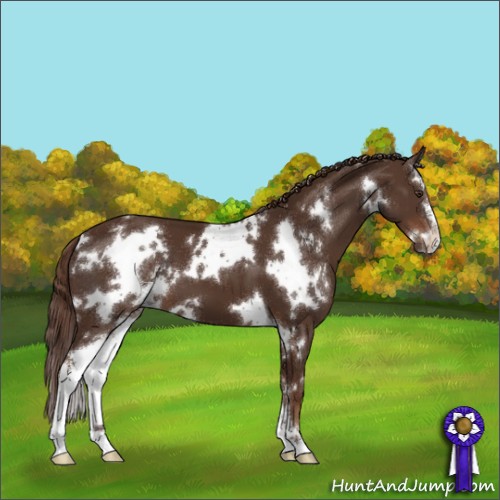 Horse Color:White Spotted Liver Chestnut Sabino 