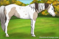Horse Color:Classic Champagne Roan Dun Splash Tobiano Rabicano 