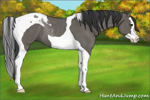 Horse Color:Grullo Splash Tobiano Rabicano 