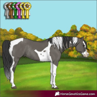 Horse Color:Grullo Splash Tobiano Rabicano 