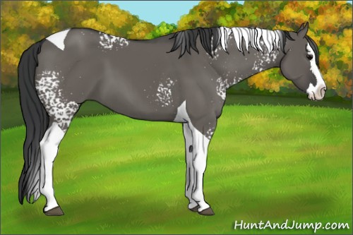 Horse Color:White Spotted Grullo Splash Tobiano 