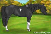 Horse Color:Black Tobiano Rabicano 