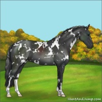 Horse Color:White Spotted Black