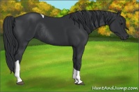 Horse Color:Black Tobiano Rabicano
