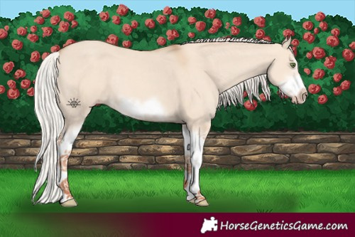 Horse Color:Silver Classic Champagne Dun Splash Frame 