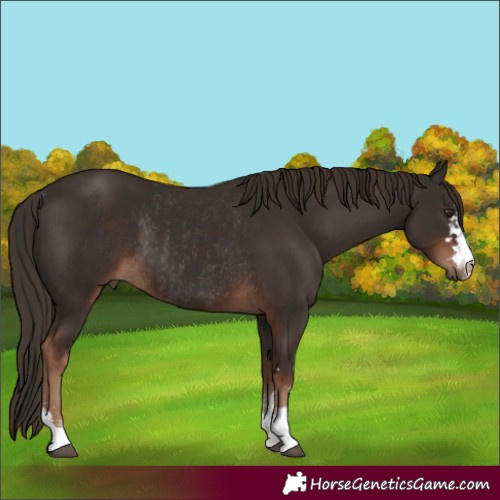 Horse Color:Liver Chestnut  and Liver Chestnut Rabicano 