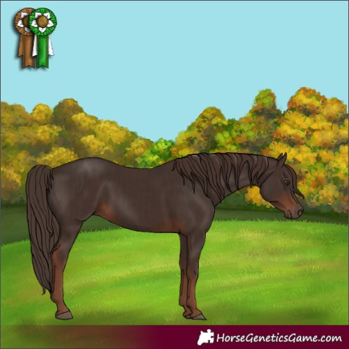 Horse Color:Liver Chestnut  and Liver Chestnut 