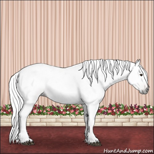Horse Color:Gray Chestnut 
