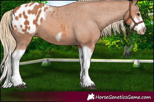 Horse Color:Chestnut Splash Frame Appaloosa 