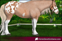 Horse Color:Chestnut Splash Frame Appaloosa