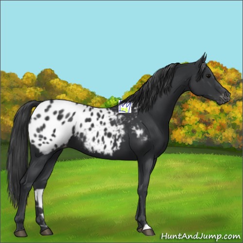 Horse Color:Black Appaloosa 