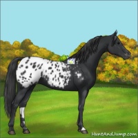 Horse Color:Black Appaloosa 