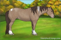 Horse Color:Classic Champagne Tobiano 