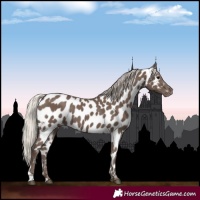 Horse Color:Silver Black Appaloosa 