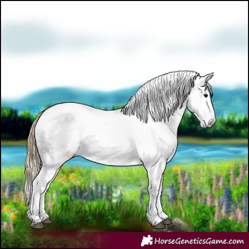 Horse Color:Smoky Black Varnish Rabicano