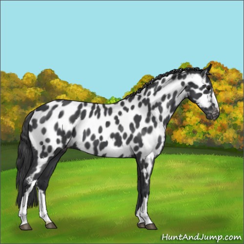 Horse Color:Blue Roan Appaloosa 