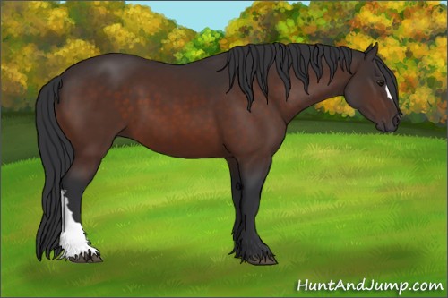 Horse Color:Brown 