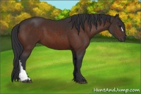Horse Color:Brown 