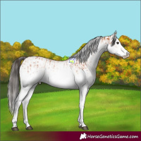 Horse Color:White Spotted Bay Splash  and White Spotted Bay Dun Splash 