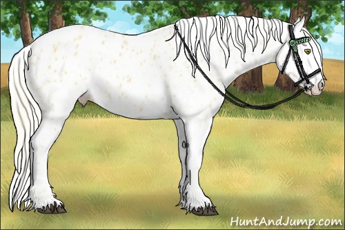 Horse Color:Palomino Appaloosa  and Palomino Splash Appaloosa 