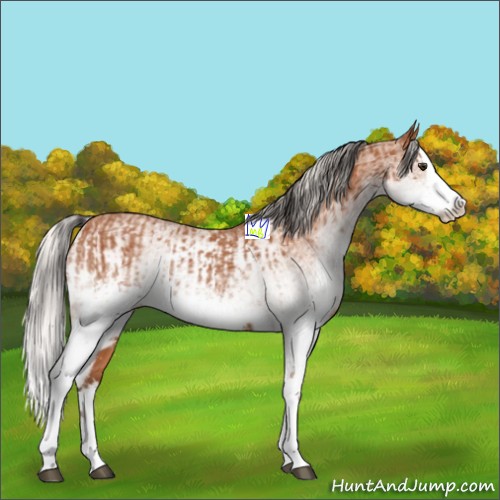 Horse Color:White Spotted Bay Splash  and White Spotted Silver Bay Splash 