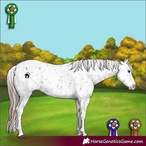 Horse Color:Grullo Appaloosa 