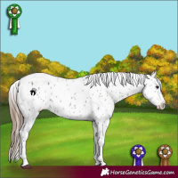 Horse Color:Grullo Appaloosa 